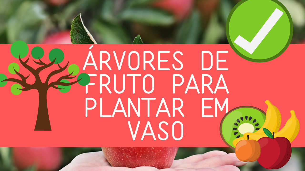 VÍDEO DA SEMANA: Conheça 5 árvores de fruto que pode plantar em vaso