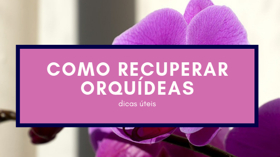 A minha orquídea está a morrer: o que é que devo fazer?