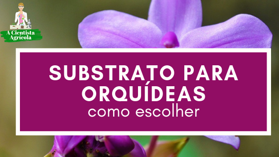 Como escolher um bom substrato para as suas orquídeas: dicas essenciais