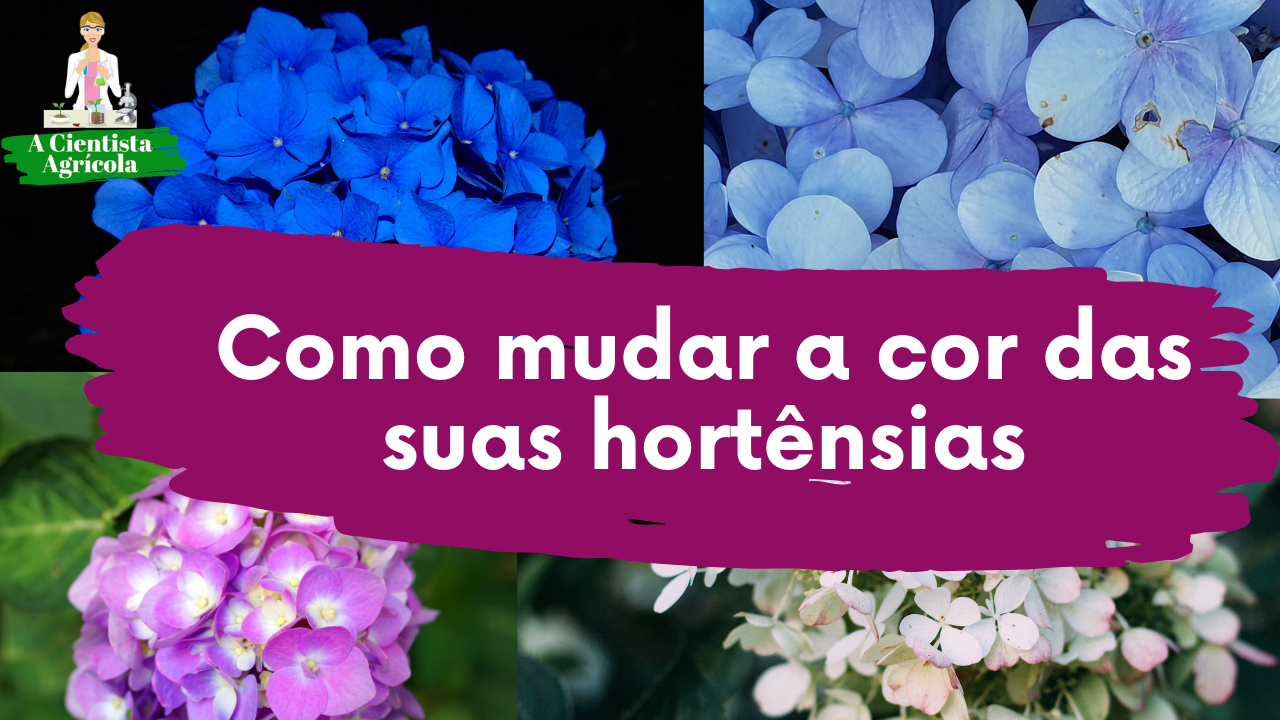 Aprenda a mudar a cor das  hortênsias do seu jardim