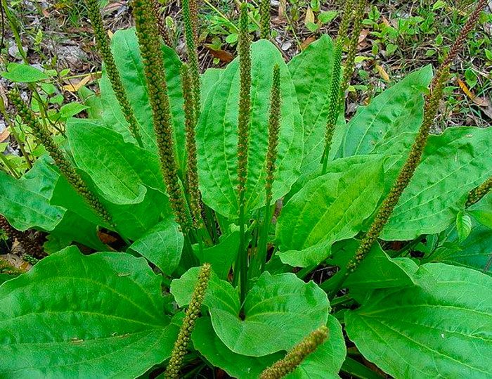 Tanchagem: a planta infestante que tem também o poder de curar!