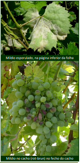 mildio na vinha