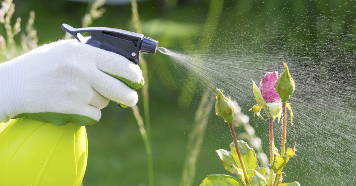 fertilização adubação foliar