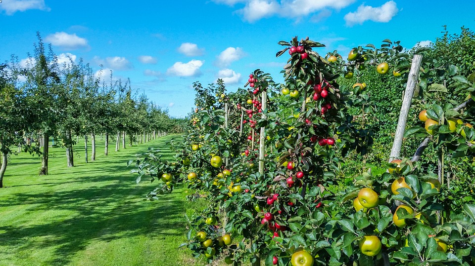Como escolher árvores de fruto para o seu pomar: dicas úteis