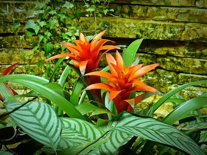 plantas de interior