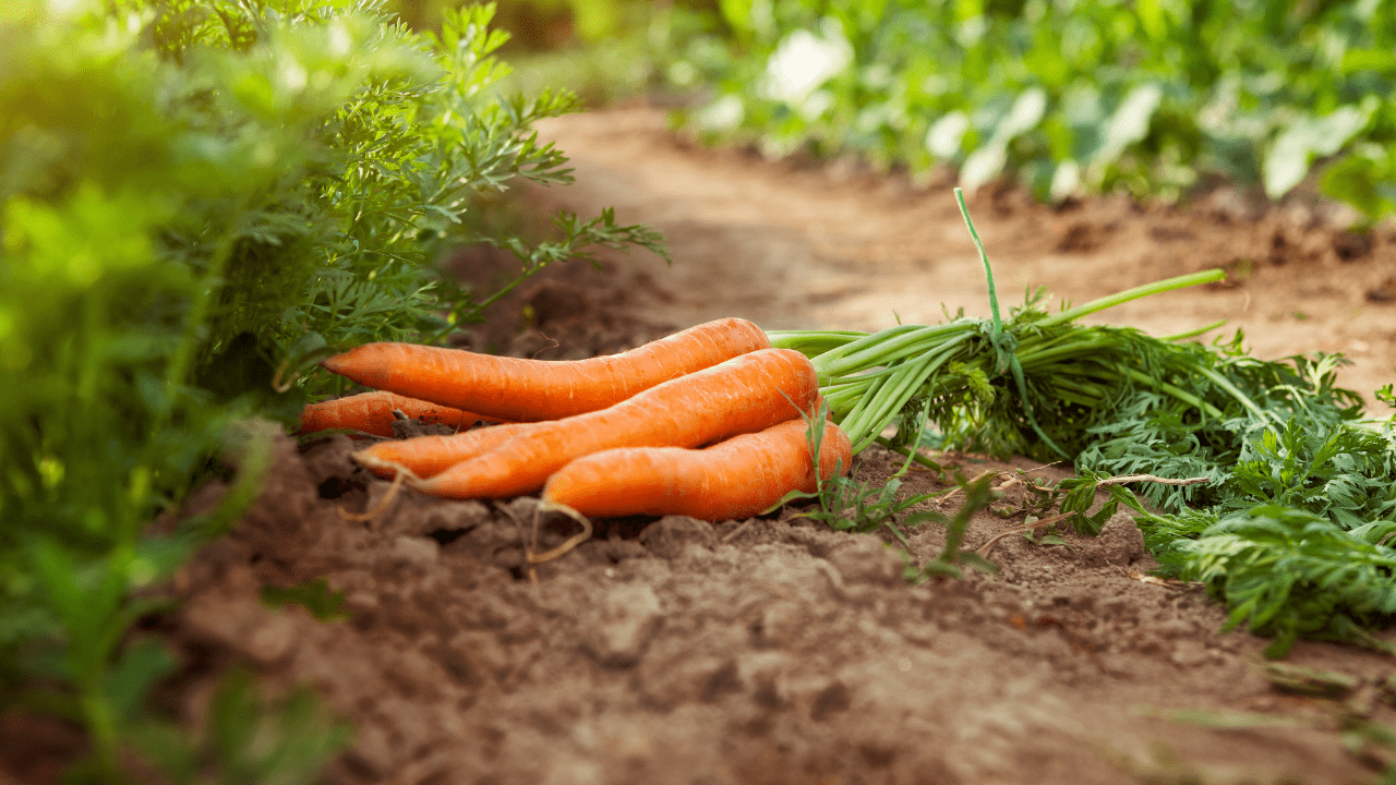 Como semear cenouras na sua horta: como começar