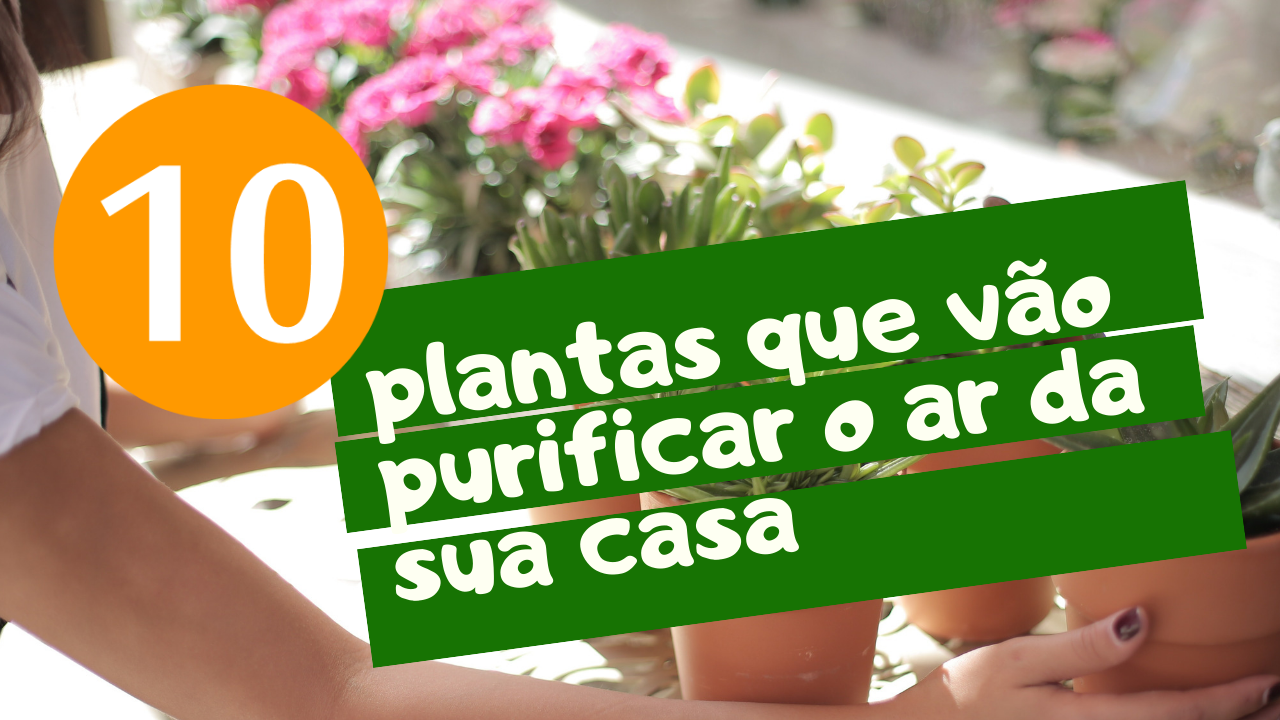 VÍDEO DA SEMANA: 10 plantas que o(a) vão ajudar a purificar o ar da sua casa