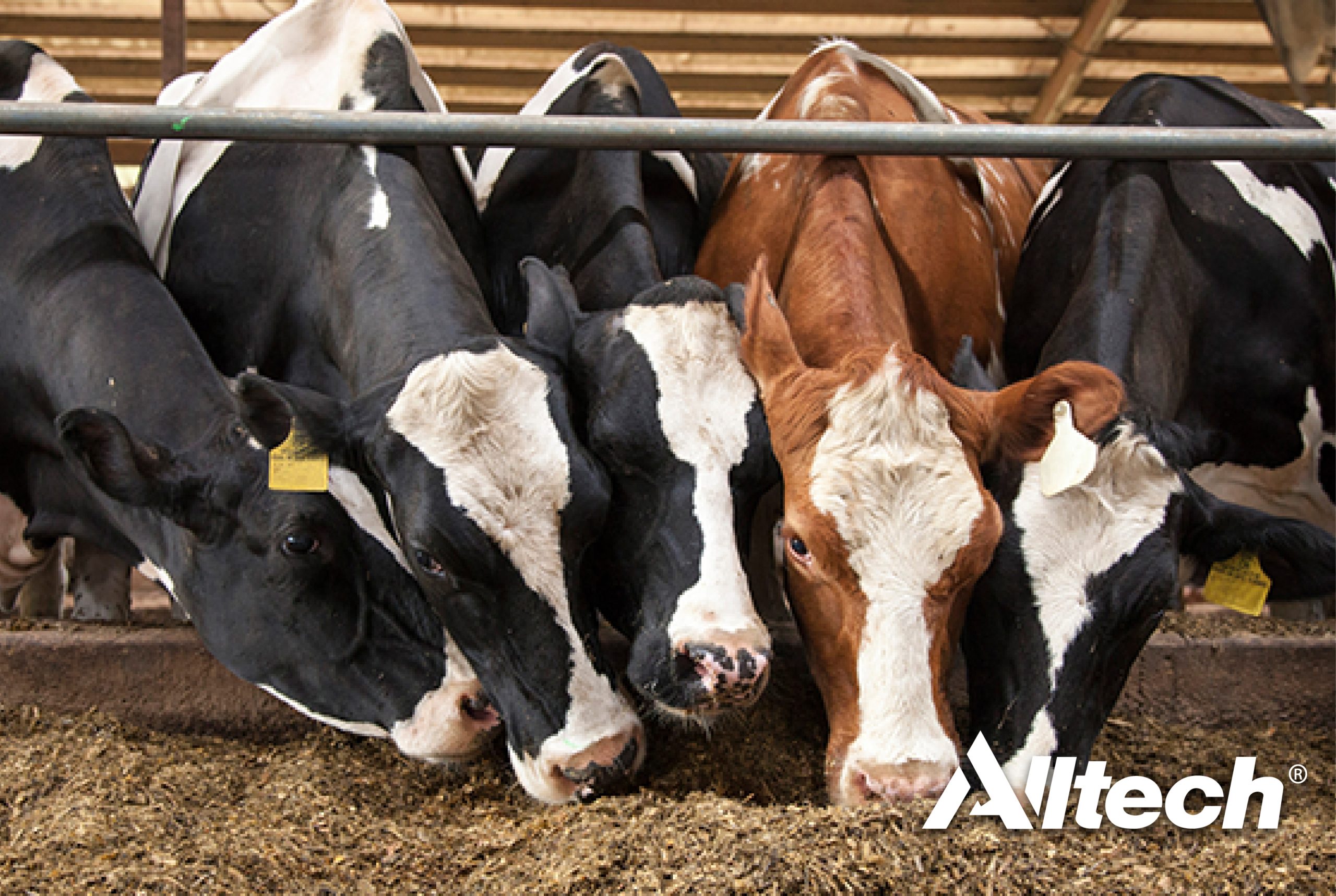 Alltech desenvolve tecnologias para reduzir pegada ecológica das vacas leiteiras