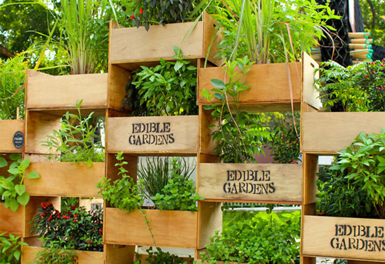 6 dicas para fazer a sua horta urbana em casa  que vai adorar saber