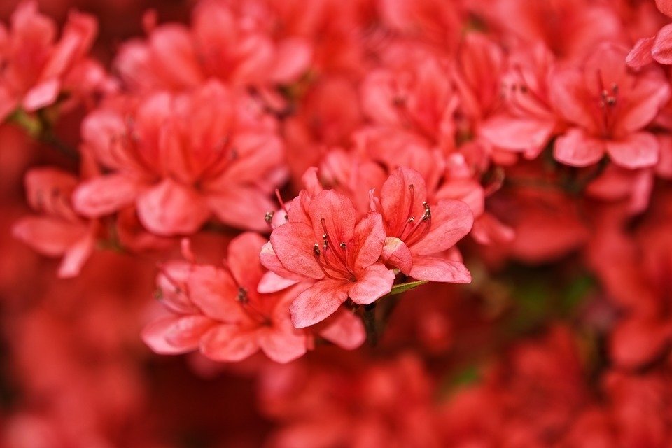 Azaléa, Rododendro, Arbusto, Flor, Florescente