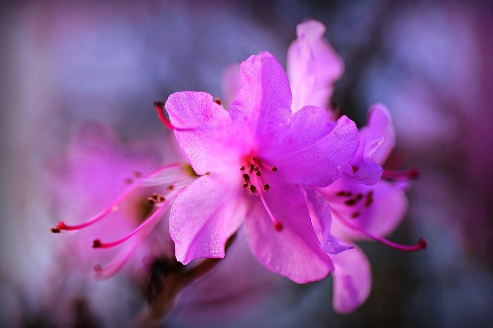 Azaléa, Flor, Arbusto, Pétala, Pistilo, Bloom