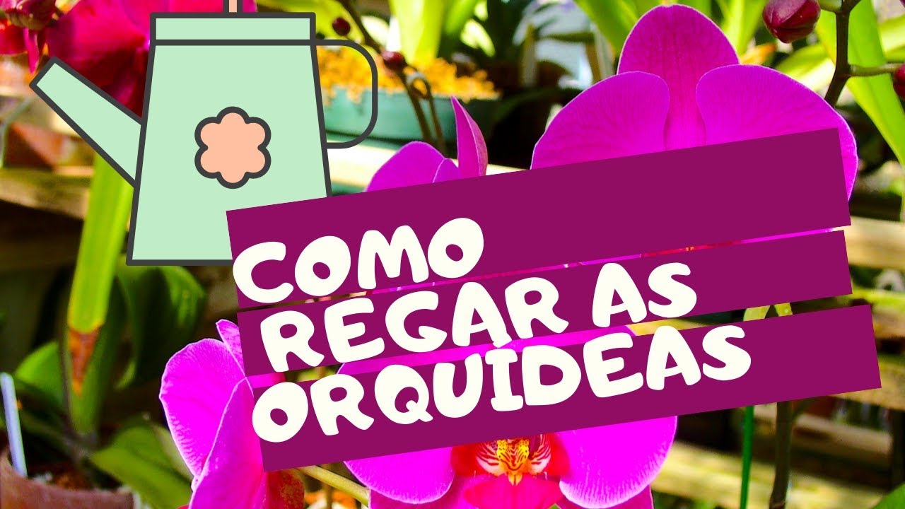 7 dicas para regar as suas orquídeas corretamente