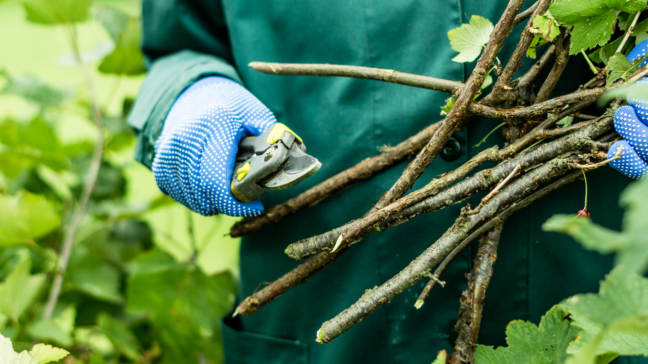 Conheça os principais tipos de poda nas árvores de fruto e em que situações devem ser usadas