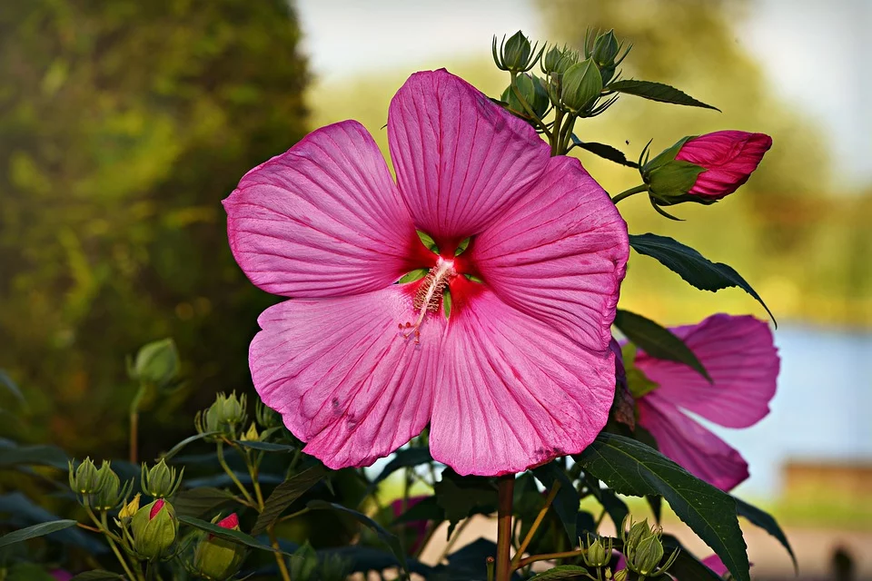 5 Exemplos De Plantas Com Flor Para Plantar No Seu Jardim Exterior A