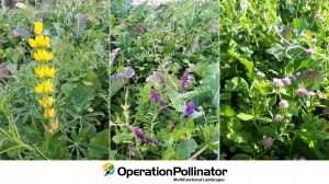 O Operation Pollinator ajuda-nos a promover a biodiversidade