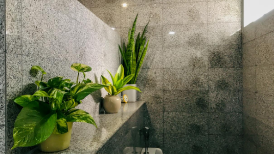 Conheça 5 plantas indicadas para ter na sua casa de banho