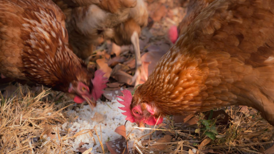 Como evitar que as galinhas comam os ovos: dicas úteis