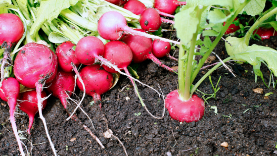 como cultivar rabanetes