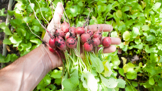 como cultivar rabanetes