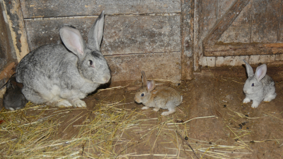 Tudo o que deve saber para fazer criação doméstica de coelhos