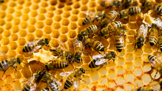 como fazer criação de abelhas