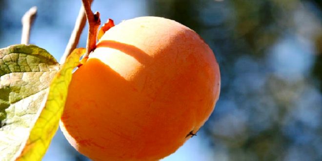 Estação de Avisos Agrícolas de Castelo Branco alerta para a necessidade de tratamentos de Outono/Inverno nas fruteiras