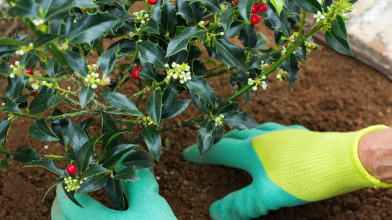 Tudo o que deve saber sobre o azevinho: como plantar e cuidar