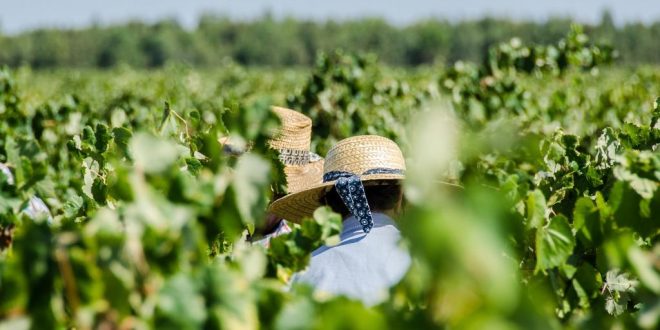 VITIS tem mais 50 M€. Apoios à produção biológica, agricultura familiar e vinhas históricas são prioritários