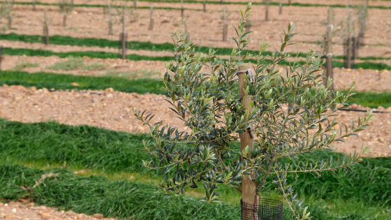 Tudo o que deve saber sobre a cultura da oliveira: informações essenciais