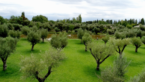 cultura da oliveira