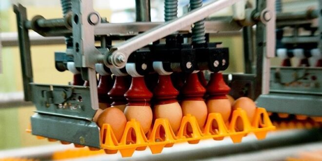 Consumo de ovos cresce em Portugal. CAC prevê vendas superiores a 90 milhões de euros em 2021