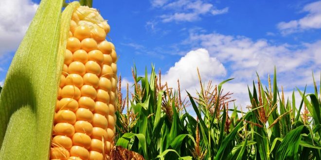 Milho e soja. UE autoriza cinco novos produtos agrícolas geneticamente modificados
