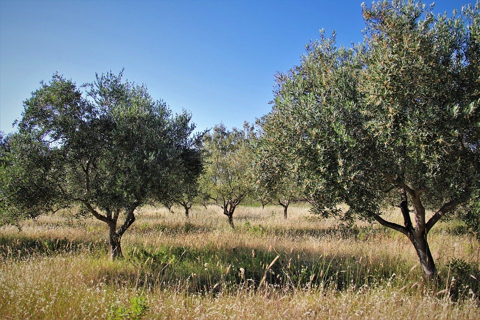 cultura da oliveira