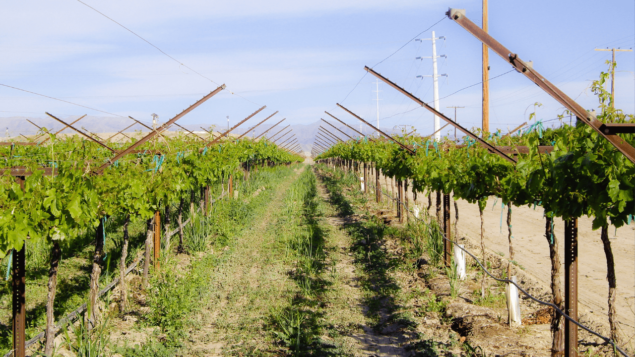 5 aspetos fundamentais que deve ter em conta na cultura da vinha