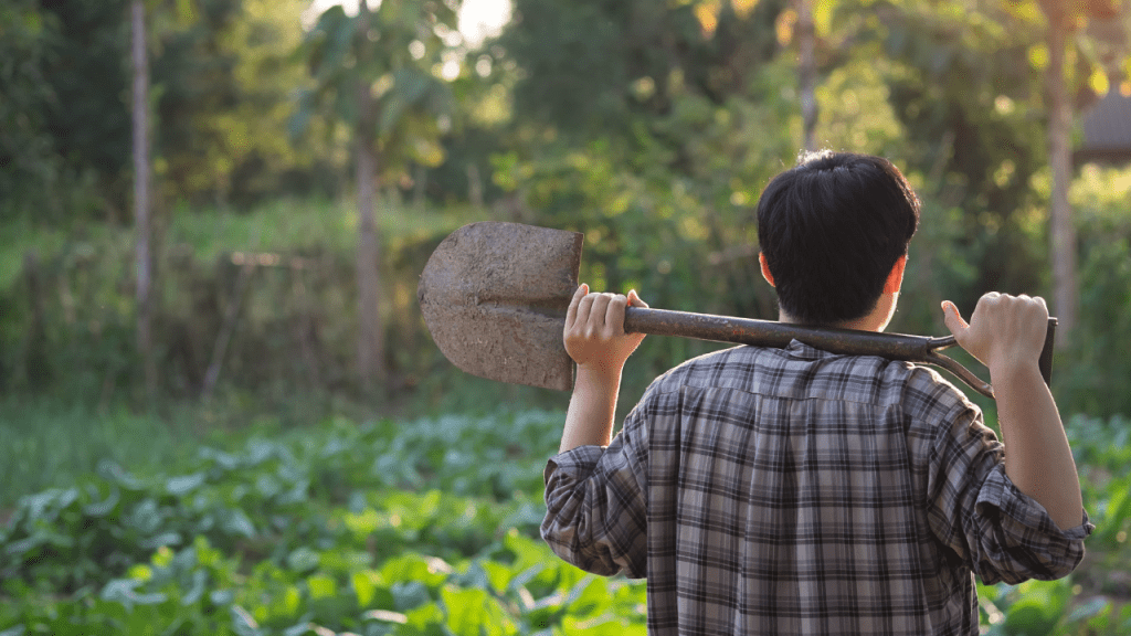 agricultura sintrópica