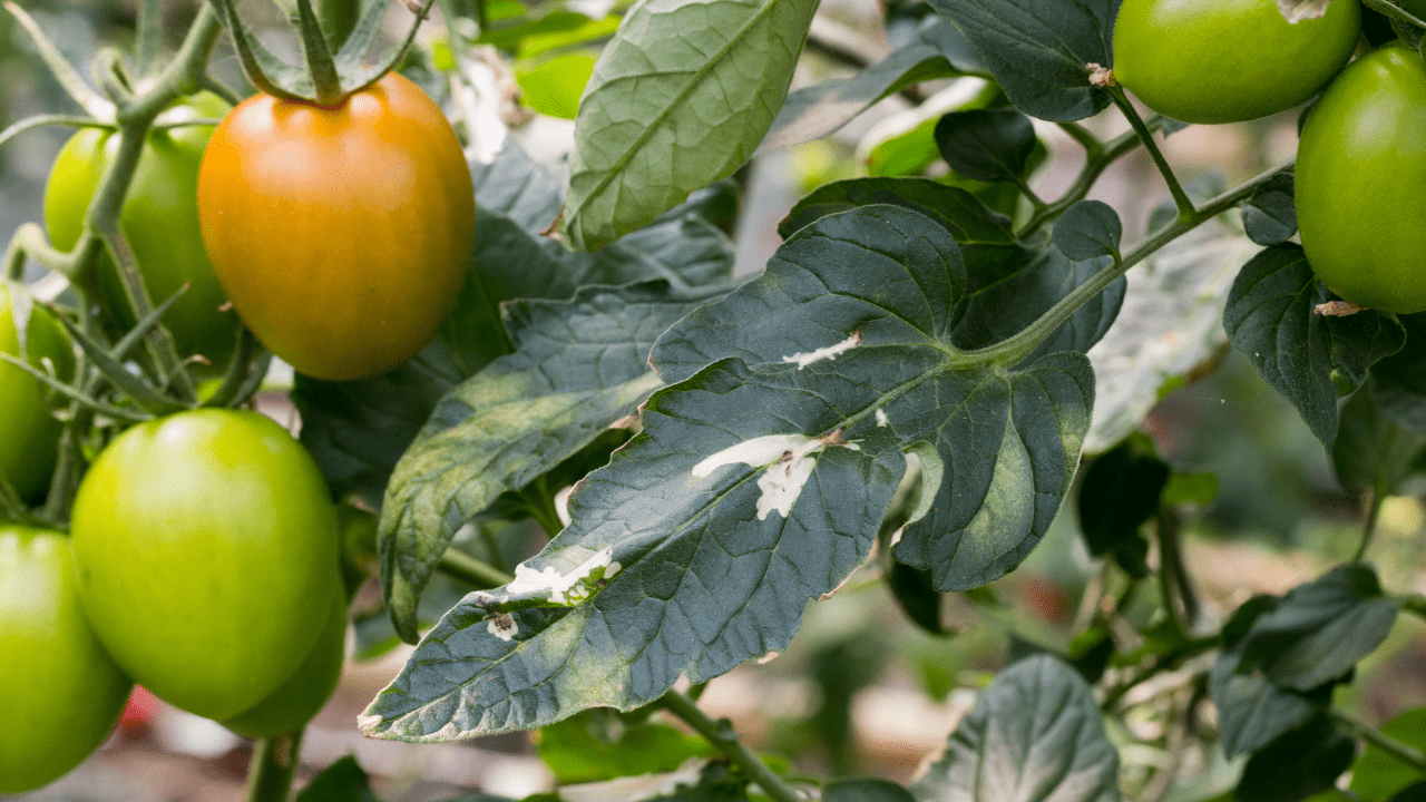 Saiba como prevenir o aparecimento da traça do tomateiro