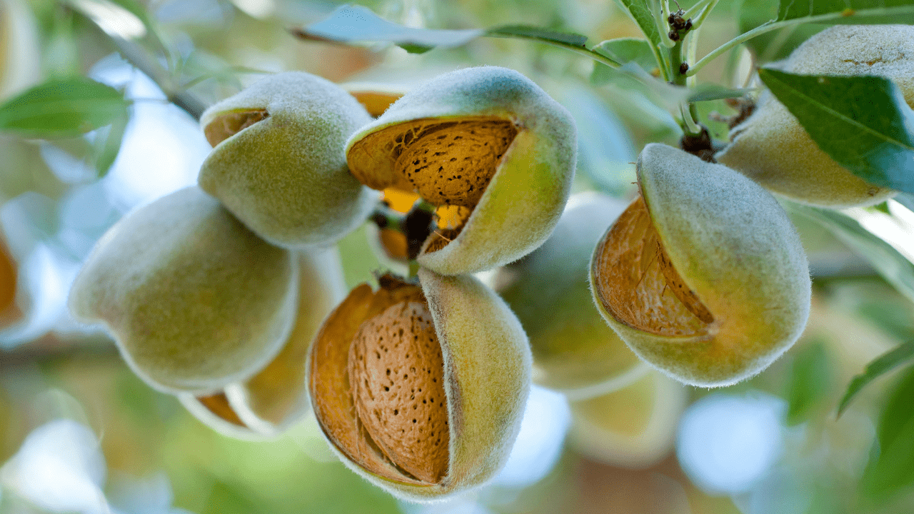 Bayer apresenta soluções fitossanitárias para a amendoeira em webinar