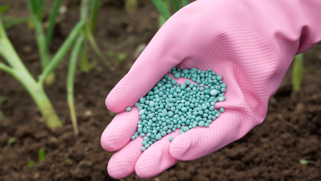 Saiba como tornar mais eficazes as suas fertilizações azotadas: o que deve ter em conta