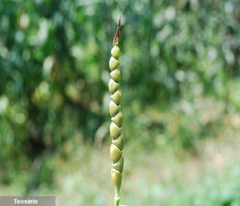 Webinar Syngenta – da origem do milho, há 6.000 anos, ao desafio atual do controlo das infestantes