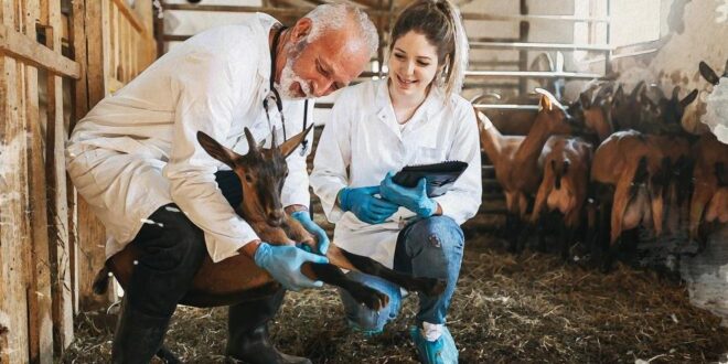 Produtores pecuários europeus arrasam Estratégia do Prado ao Prato: “menos gado significa menos fertilizantes naturais” para a agricultura biológica