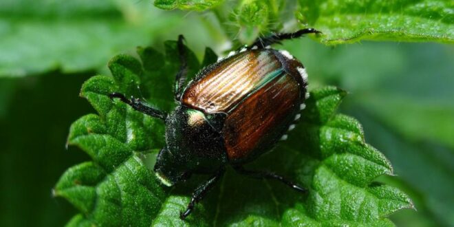 DGAV actualiza Plano de Contingência para escaravelho japonês