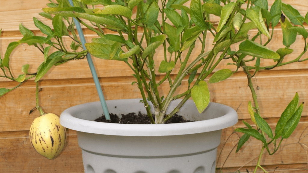 como cultivar pera-melão