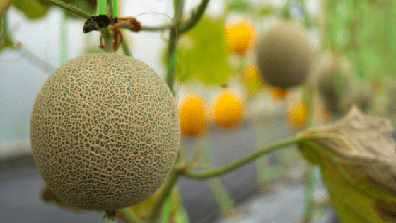 como cultivar melão