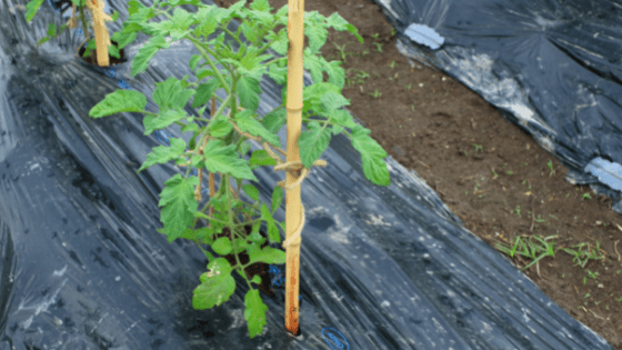 Plantação de pimentos como cultivar pimentos