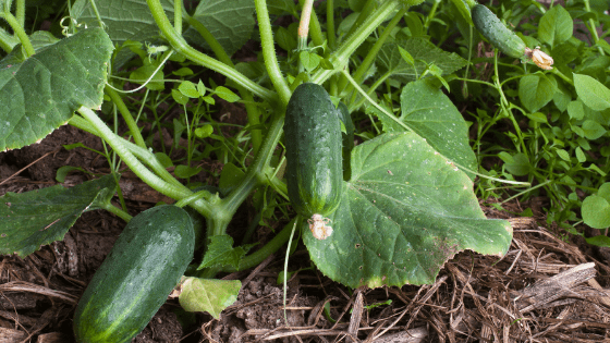 Como cultivar pepino: dicas úteis para o seu cultivo