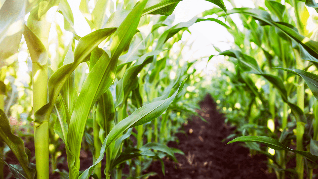 Fertilização da cultura do milho: o básico que deve saber