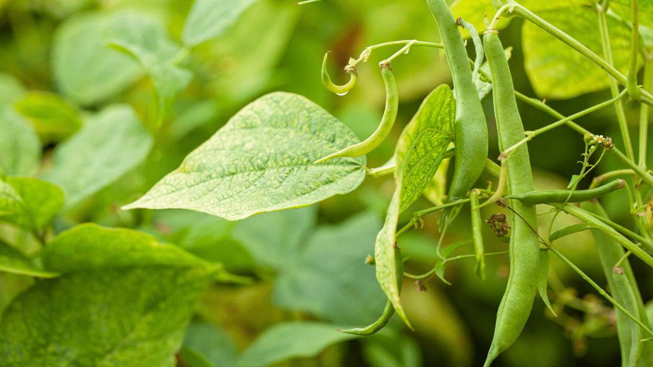 Como cultivar feijão-verde: as ideias básicas que deve reter