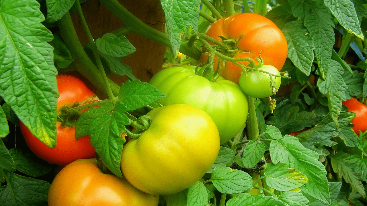 Míldio, traça e rachadura dos tomates: o que fazer