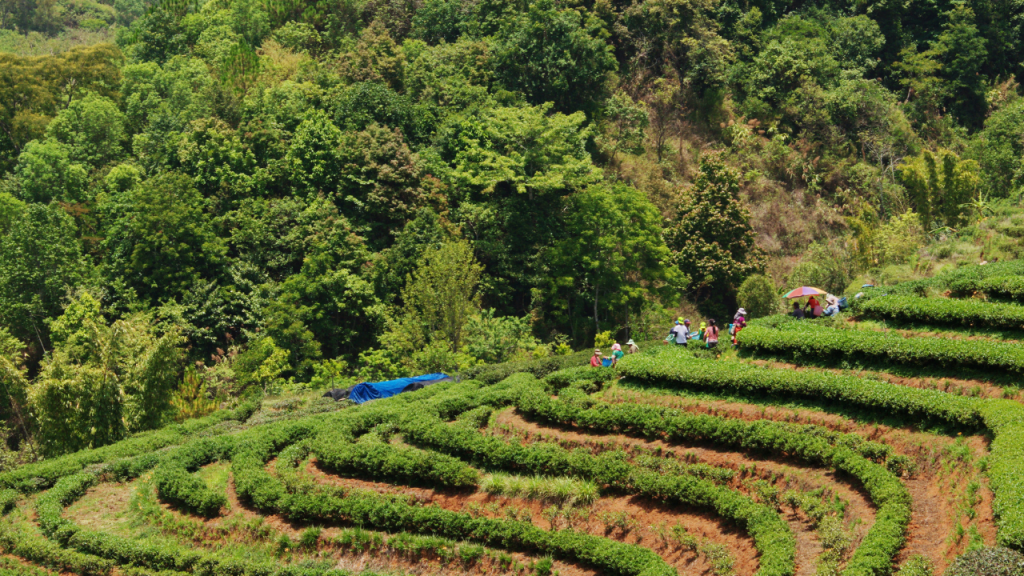 como fazer agrofloresta