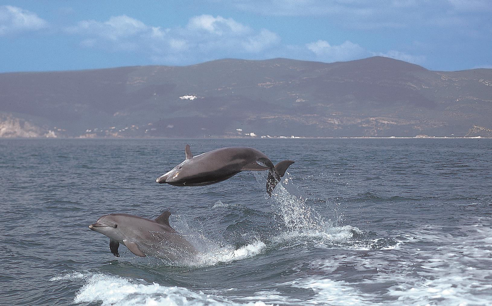 Campanha “Proteger os golfinhos” já navega no estuário do Sado